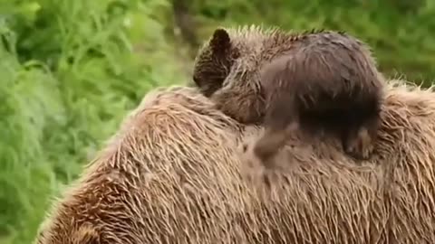 Baby bear riding on his mother's back