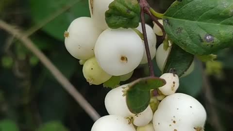 Snowberry