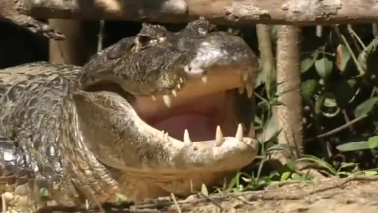 World Cup visitors answer call of the wild in Brazil's Pantanal wetlands.