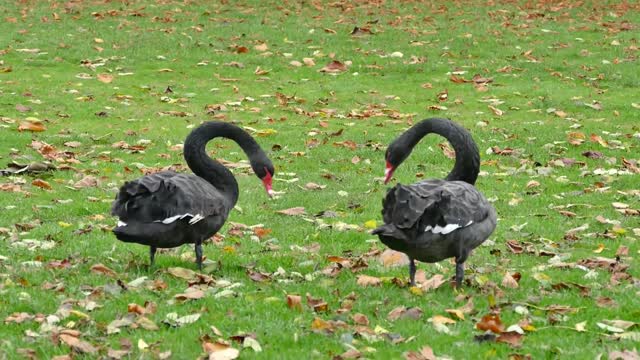 Black Geese Walking On Grass