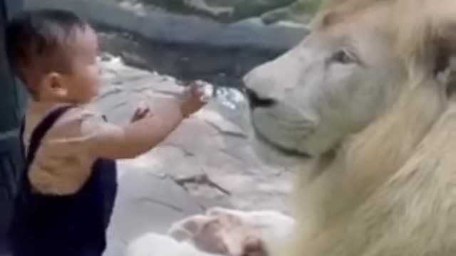 Cute Lion With a Human Baby Funny Animals