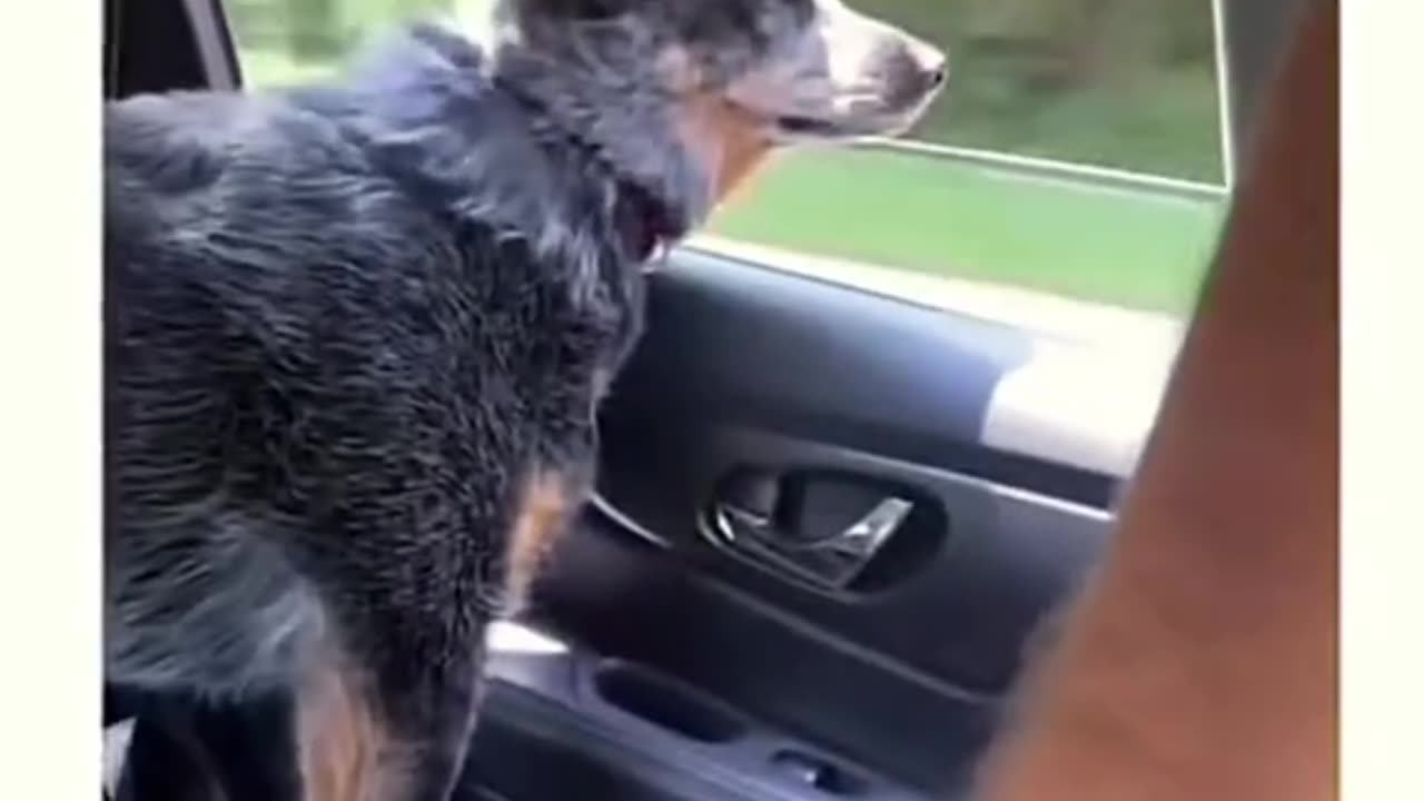😂🐾 Funniest Animal Moments - You Won't Stop Laughing! Part-40
