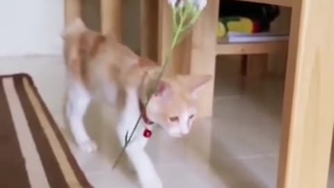 ps😹_ #funny Cute Cats #shorts Video😂_ #trending #animals #reels