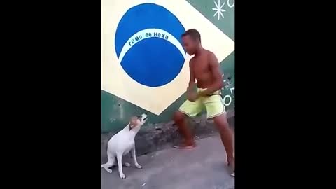 Divertidos perro bailando