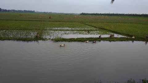 Some beautyful ducks are playing & taking bath.