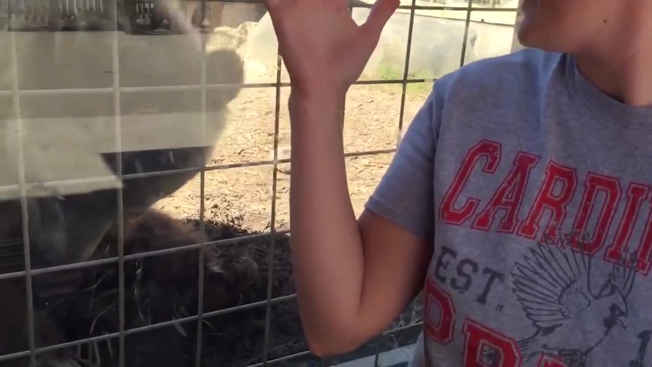Funny Kids and Animals at the Zoo #Funny #most Amazing Moments