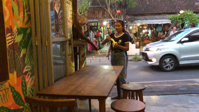 The girl feeds the animals of the wild civet (luwak)