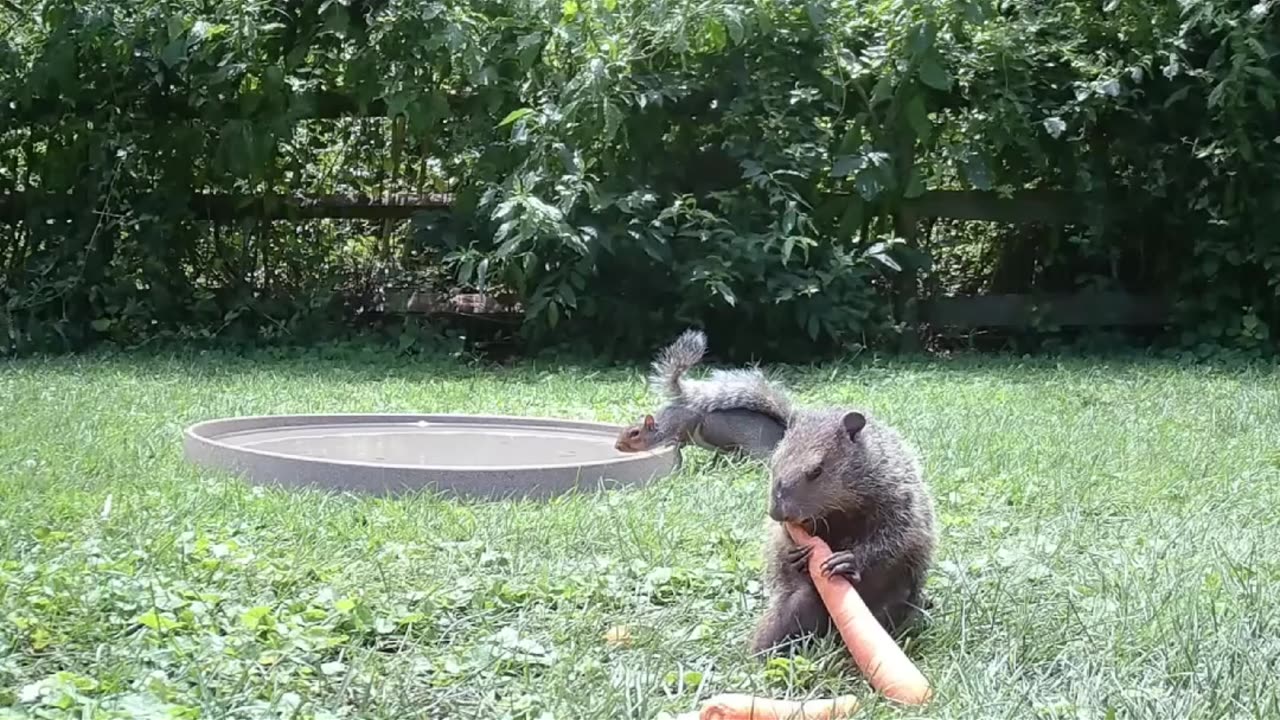 Squirrel Dropkicks Groundhog #squirrel #groundhogs #viralvideo