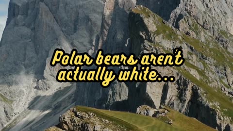 Animal Facts Polar Bear Fur #shorts