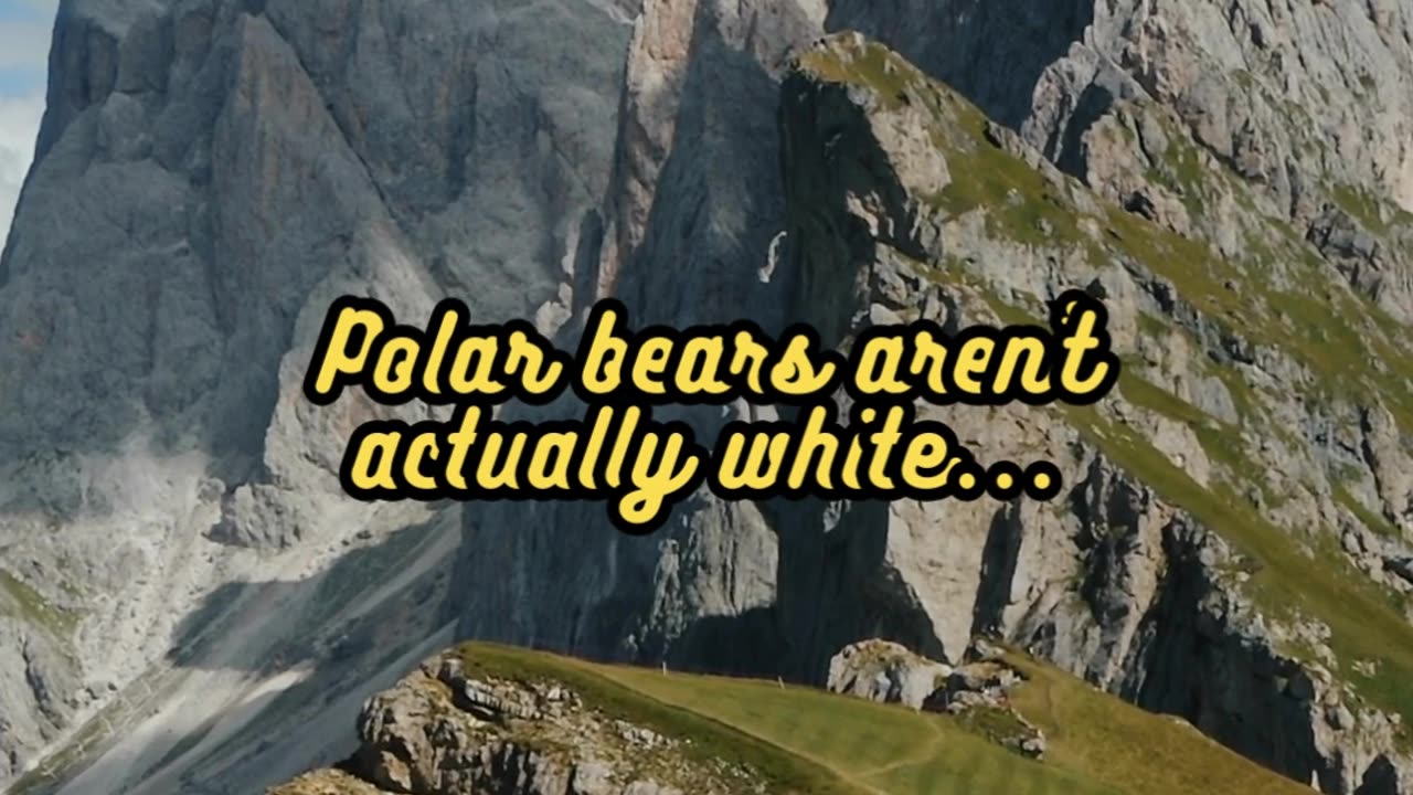 Animal Facts Polar Bear Fur #shorts