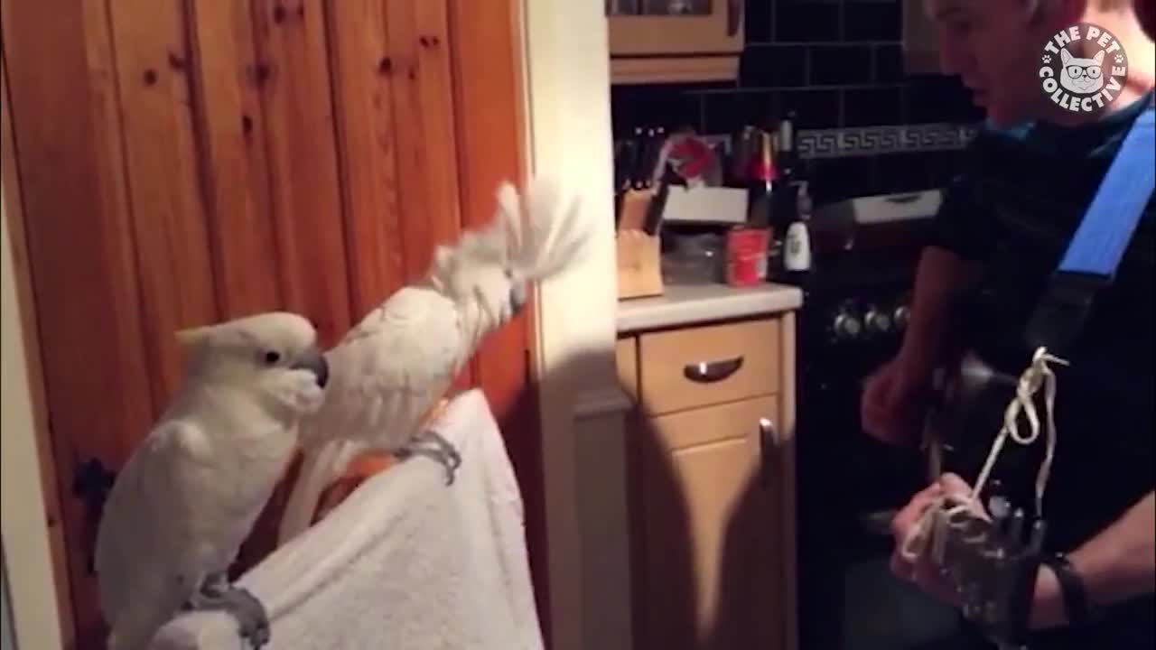 Try Not To Laugh | Funny Birds Video Compilation