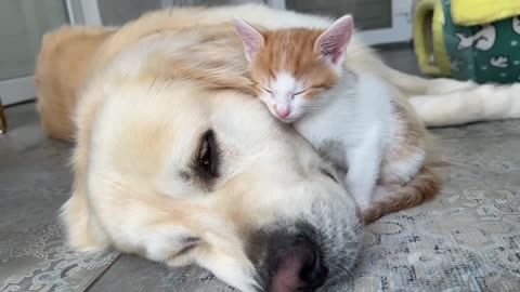 How the Golden Retriever and New Tiny Kittens Became Best Friends [Cutest Compilation]