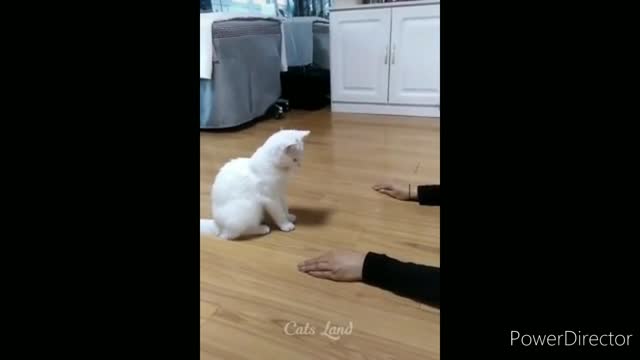 Funniest cats video 2022 #18