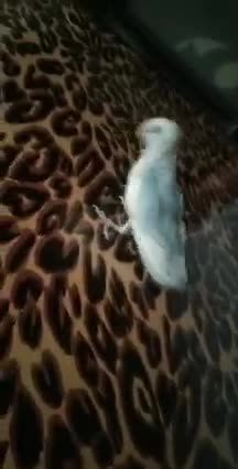 the baby lovebird is playing a game