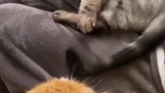 funny cat videos | cute cats | cute animals | funny cats | cat funny moment