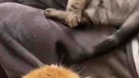 funny cat videos | cute cats | cute animals | funny cats | cat funny moment