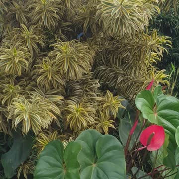 very nature and beautiful