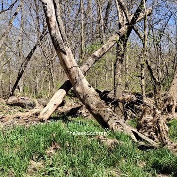 Visual Meditation -- Episode 2 #shorts