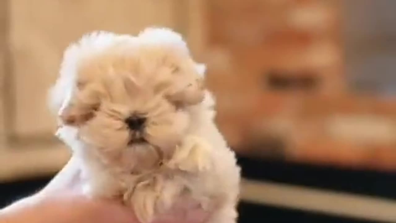 Cute Puppy