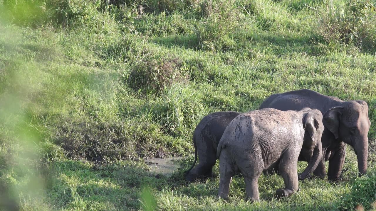 Group of Elephant south africa forest