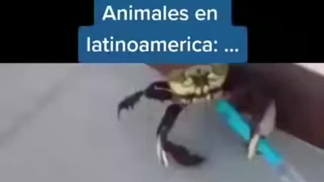 Animales en Latinoamérica 😂😂😂