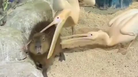 Pelicans Ttry to Eat Capybara