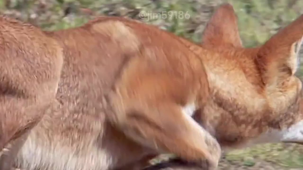 Wildlife and Funs