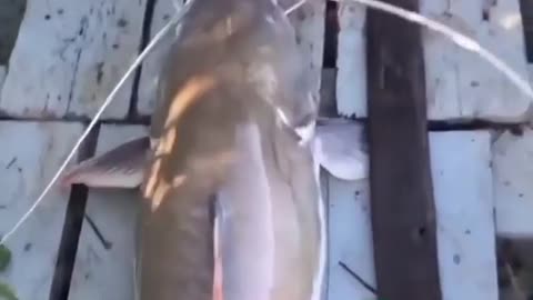 This is a beautiful and charming water-dwelling species