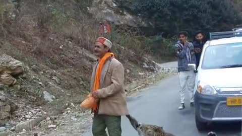 Leopard playing with human