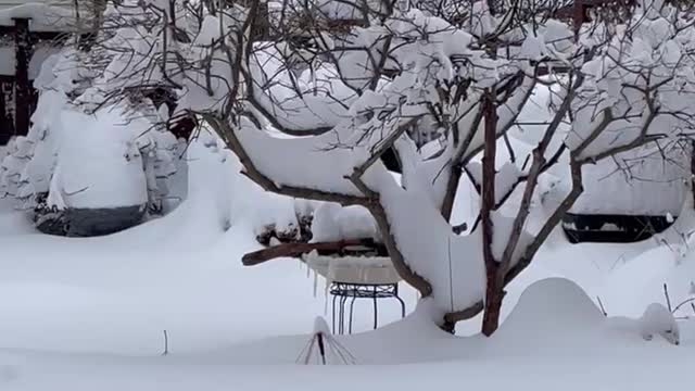 Birds bathing in Jan 2022 Canadian storm