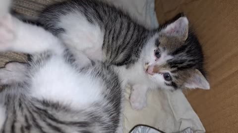 Cute little kittens playing with each other. Beautiful little kittens.