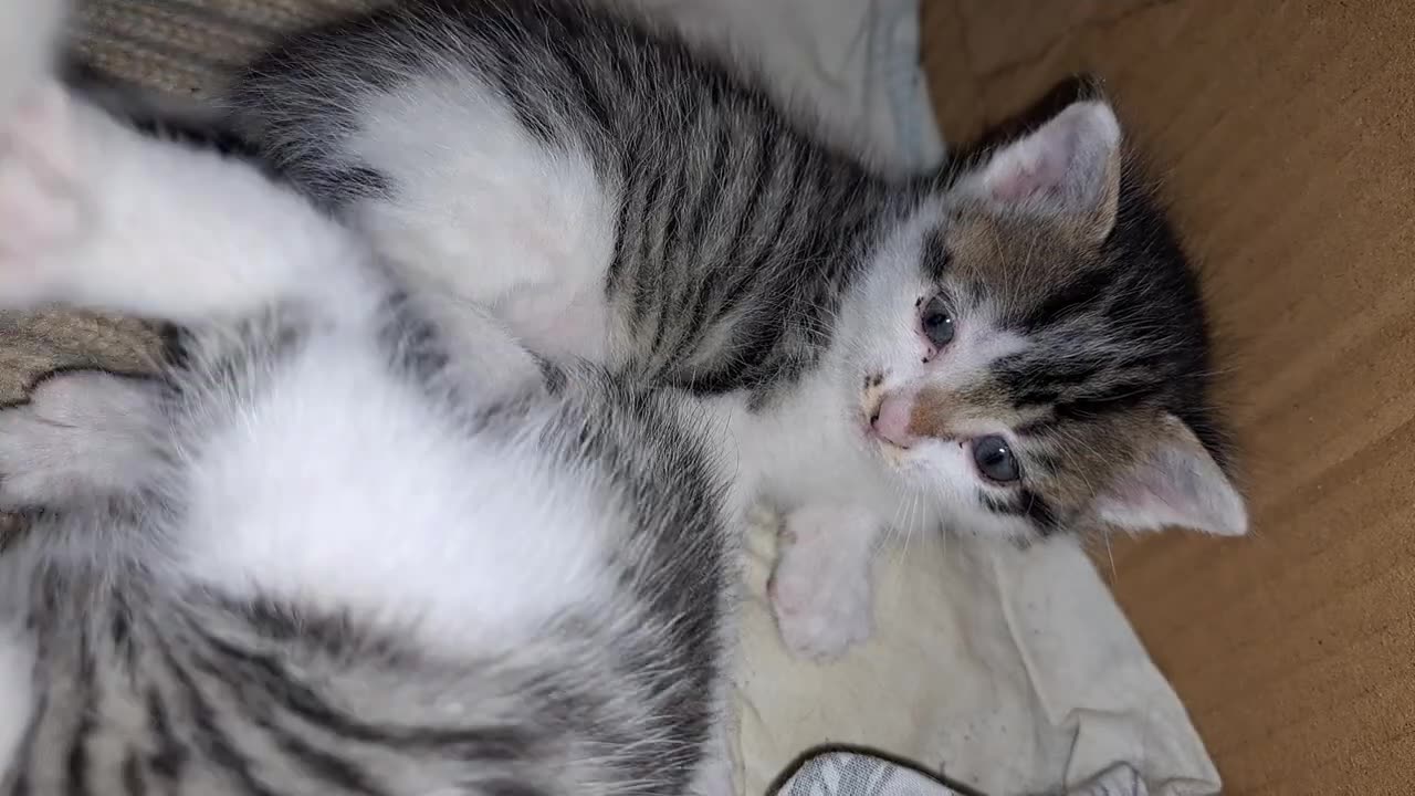 Cute little kittens playing with each other. Beautiful little kittens.