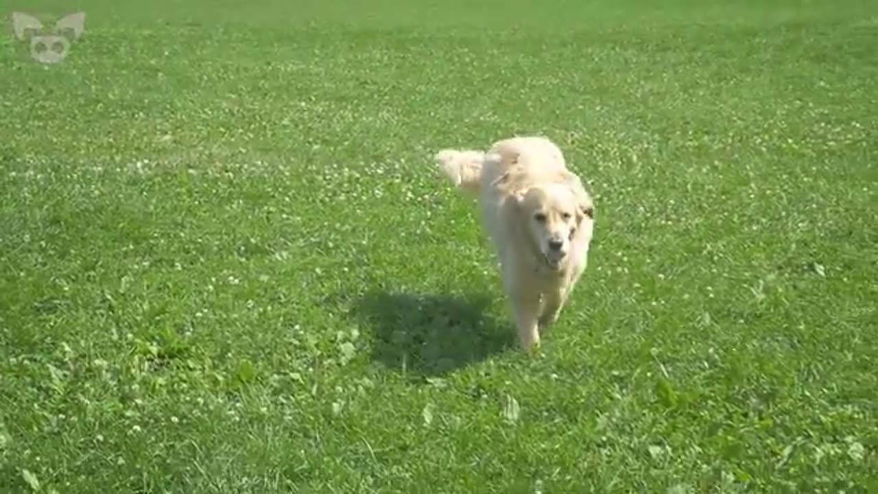 Strange baffling videos of the unexplained