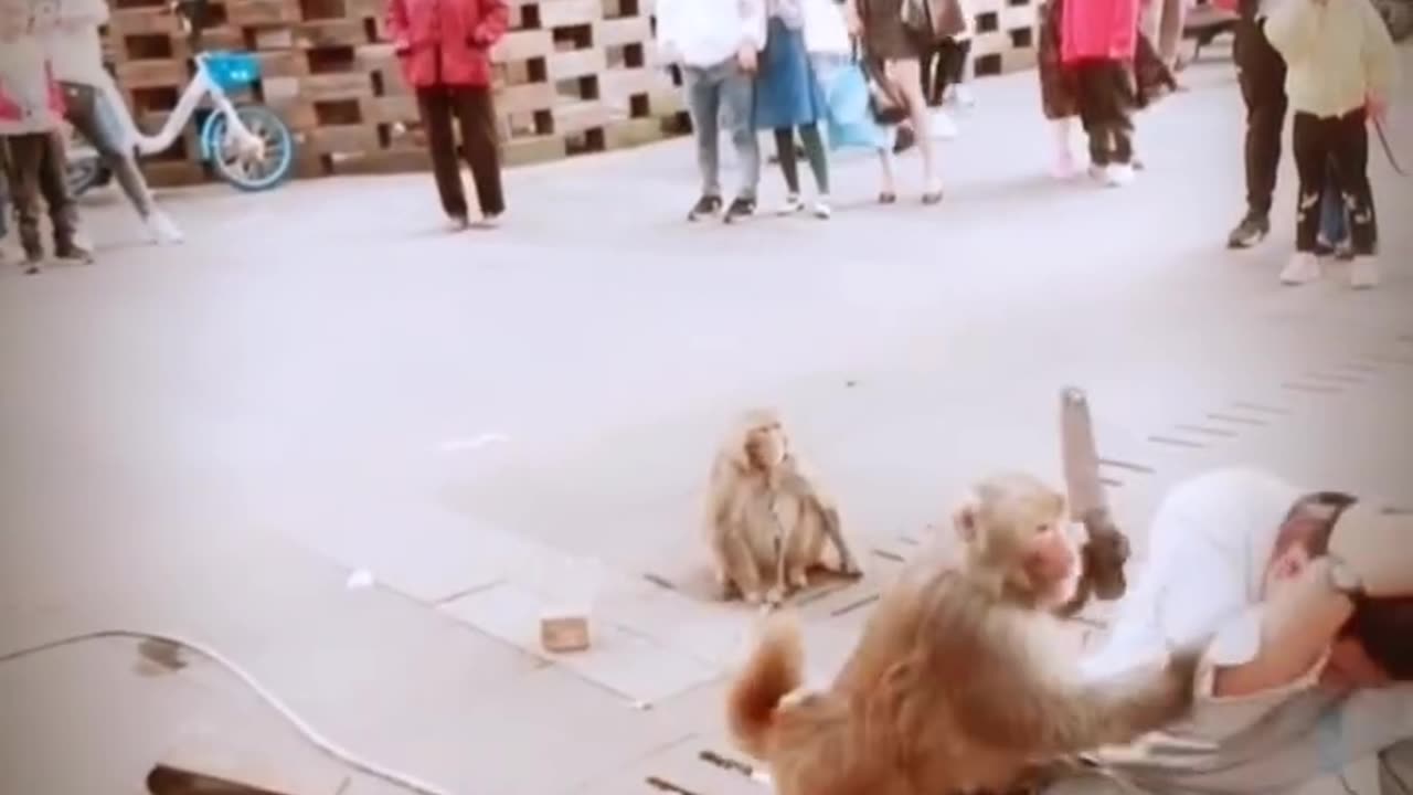 Monkey attack