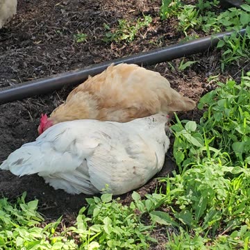 OMC! Why does Whitey try to get under her Orpington friend during the dirt bath? #chickens #shorts