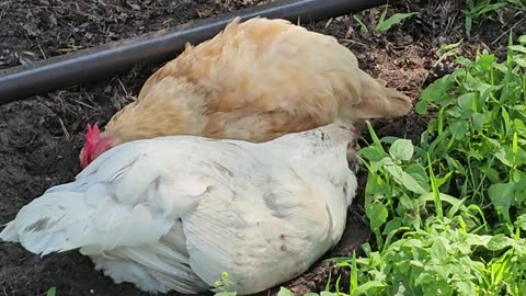 OMC! Why does Whitey try to get under her Orpington friend during the dirt bath? #chickens #shorts