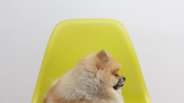 A Dog Lying Down on a Yellow Chair