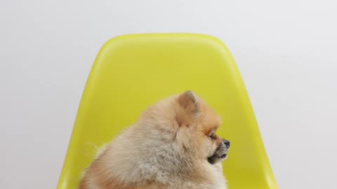 A Dog Lying Down on a Yellow Chair