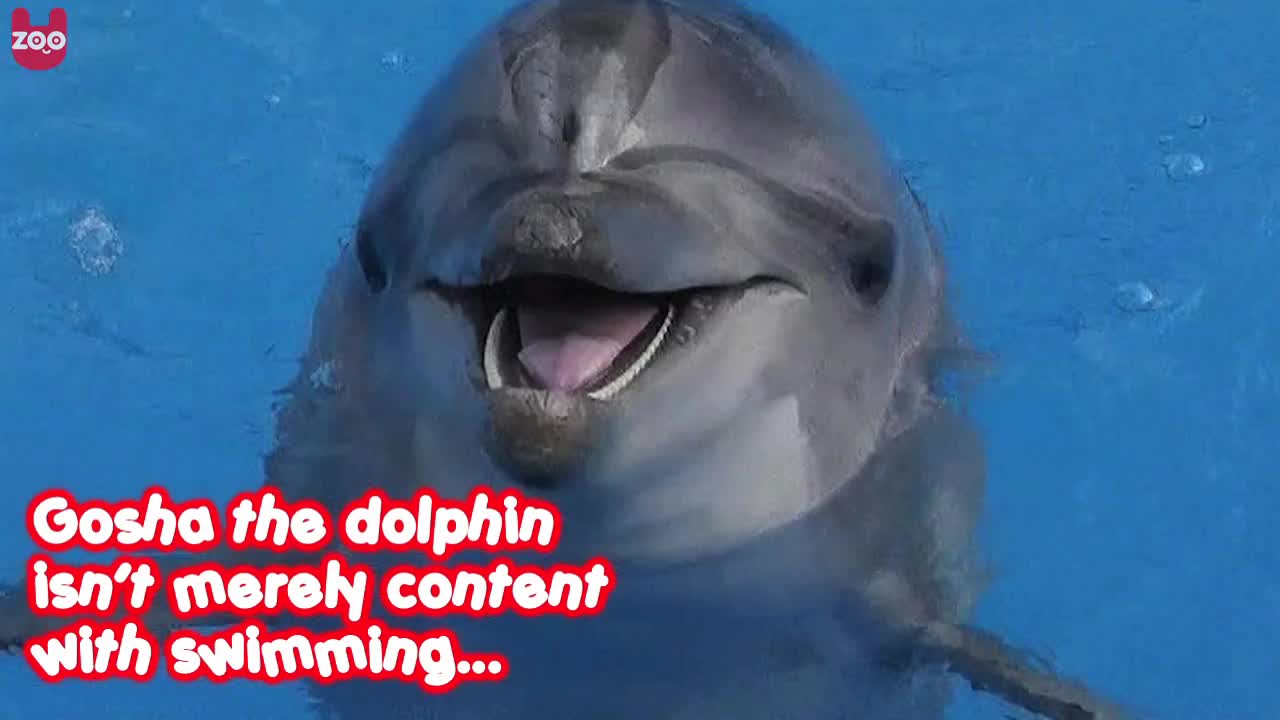 Dolphin Goes For A Walk