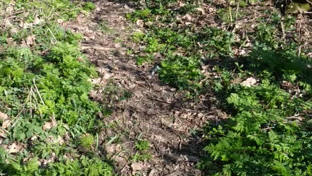 A walk through the spring forest