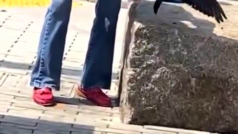 FOOTAGE of a migrant mutilating a live pigeon in Boston yesterday.