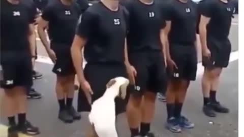 The dog no longer understands the formal ceremony
