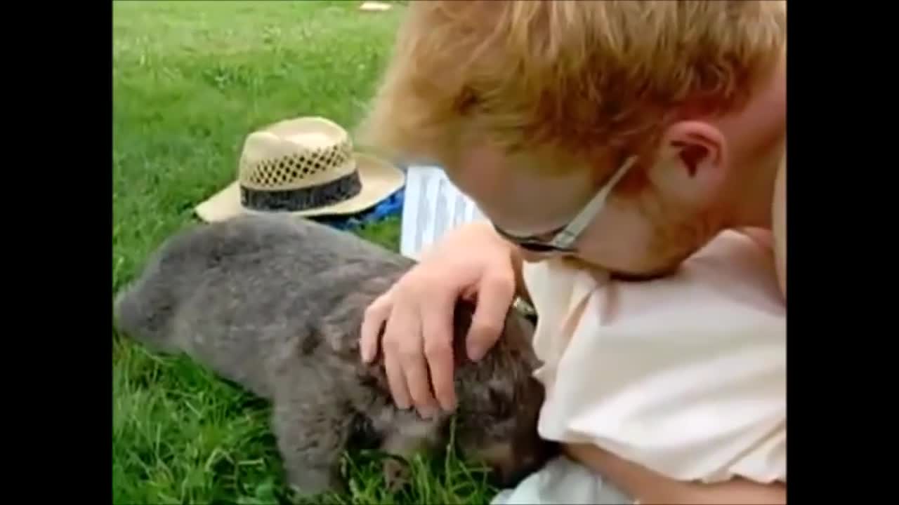 Funny Wombats Rolling Over