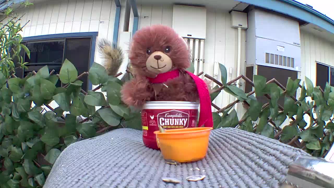 Squirrel finds bear at his lunch table.