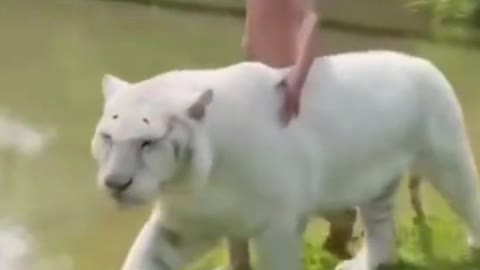 funny animal videos,funny animals,cute animals,funny animals videos