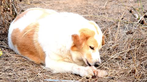 cute dog eating bone new video 2021