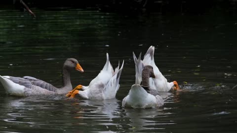 Looking gorgeous duck 🦆 lovely to watch