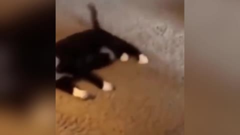 Funny cat and dog