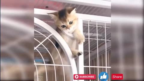 They're Hilarious ! Funny Videos Cat Compilation