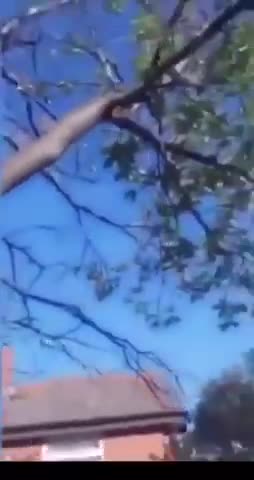 The famous five Gee Tree in Gateshead